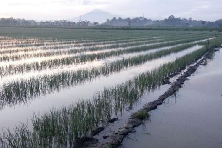 Lahan tanaman bawang merah mengalami gagal panen akibat banjir di sentra Brebes Jawa Tengah.  