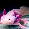 Mengenal Salamander, Amfibi yang Mirip Katak dan Kadal