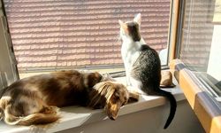 Usia Hidup Rata-rata Kucing dan Anjing di Indonesia Hanya 6 Tahun