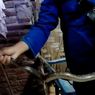 Petugas Damkar di Jember Evakuasi Ular Kobra Sepanjang 1,5 Meter dari Dapur Warga