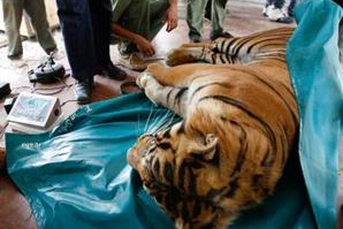 Tim Taman Safari Indonesia tengah melakukan pemeriksaan kesehatan seekor harimau sumatera yang sudah dikarantina selama 8 bulan di Kantor Balai Konservasi Sumber Daya Alam (BKSDA), Aceh, Banda Aceh, Kamis (26/6). Lima ekor harimau sumatera yang diduga pernah memangsa manusia di kawasan hutan Aceh itu selanjutnya akan di translokasikan ke kawasan Taman Nasional Bukit Barisan Selatan di Lampung. 