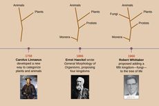 Robert H. Whittaker, Orang yang Mengambangkan Sistem Lima Kingdom