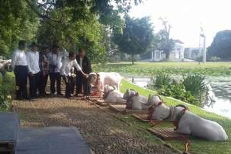 Presiden Joko Widodo menghadiri kontes domba dan kambing di Kebun Raya Bogor, Sabtu (27/8/2016).