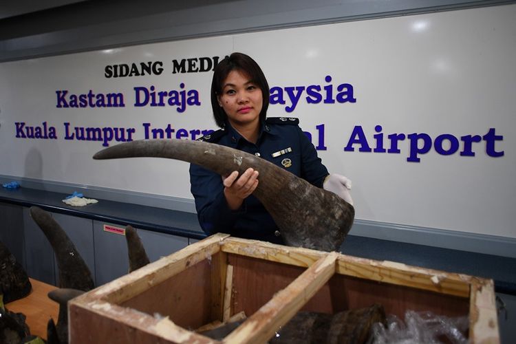 Seorang petugas bea dan cukai KLIA Malaysia menunjukkan sebuah cula badak ilegal yang disita aparat keamanan. Cula-cula badak itu diimpor secara ilegal dari Mozambik.