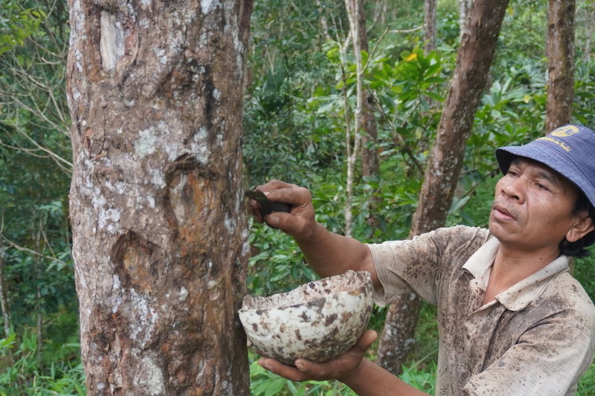 Seorang petani di Desa Simardangiang, Kecamatan Pahae Julu, Tapanuli Utara memanen kemenyan di hutan adat yang mereka kelola secara turun temurun. Masyarakat di sini sudah mendapatkan SK pengakuan dan perlindungan hutan adat dari Bupati Tapanuli Utara dan Kementrian Lingkungan dan Kehutanan RI seluas 5.797 ha dan 2.917 ha.