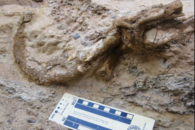 Duonychus Tsogtbaatari fossils preserve the keratin⁢ sheath that covers the bone⁣ claws.