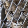 Arab Saudi Buka Wisata Safari Satwa Liar, 10.000 Hewan Dilepas ke Alam