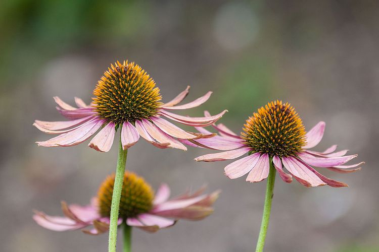 Bunga Echinacea purpurea, tanaman herbal dari Eropa dan Amerika diklaim memiliki manfaat untuk meningkatkan sistem imun.