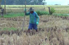 Ini Cara Petani Minimalkan Risiko Heatstroke akibat El Nino