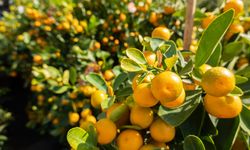 4 Penyakit yang Sering Menyerang Pohon Jeruk dan Cara Mengobatinya