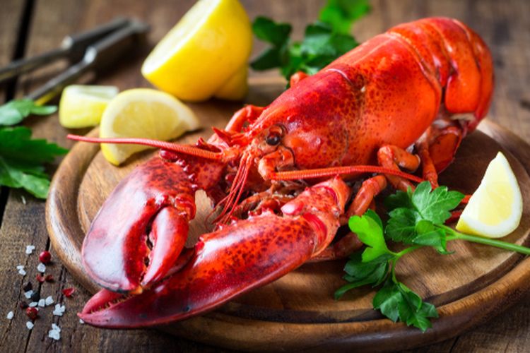 Ilustrasi lobster