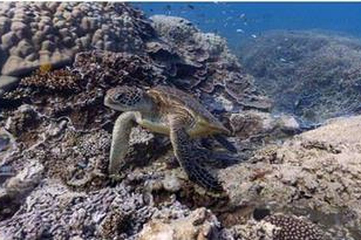 Google mengatakan melalui proyek ini, pengguna dapat mengeksplorasi bawah laut.