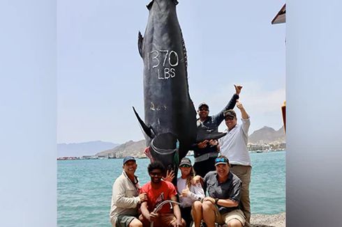 Nelayan Afrika Tak Sengaja Tangkap Ikan Raksasa saat Memancing di Samudra Atlantik