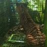 Harimau Diduga Penerkam Petani di Lampung Tertangkap di Kandang Jebak