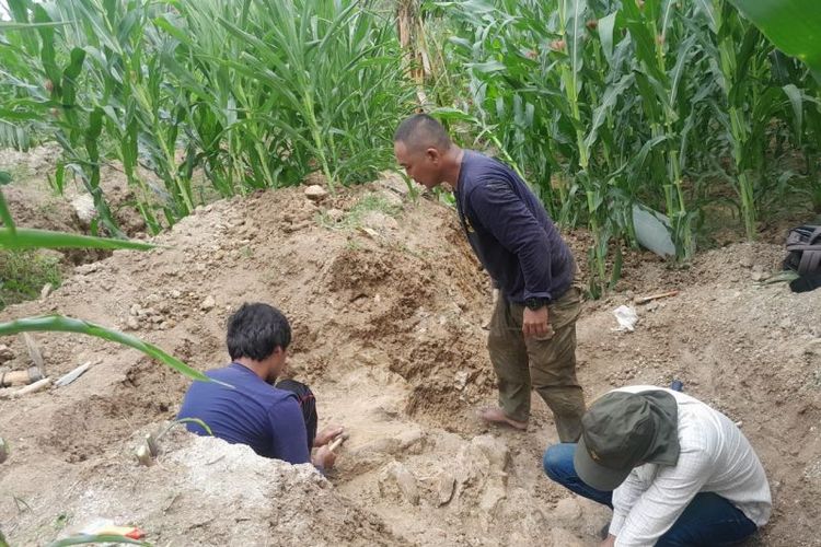 Proses ekskaasi fosil di Situs Patiayam Desa Terban, Kecamatan Jekulo, Kabupaten Kudus, Jawa Tengah, yang kondisinya hampir utuh