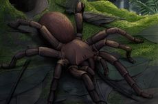 Seperti Apa Fosil Laba-laba Terbesar yang Ditemukan di Australia?