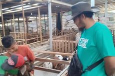 Kisah Mulyoko, Sukses Jual Ribuan Kambing Setelah Berkali-kali Gagal dalam Usaha