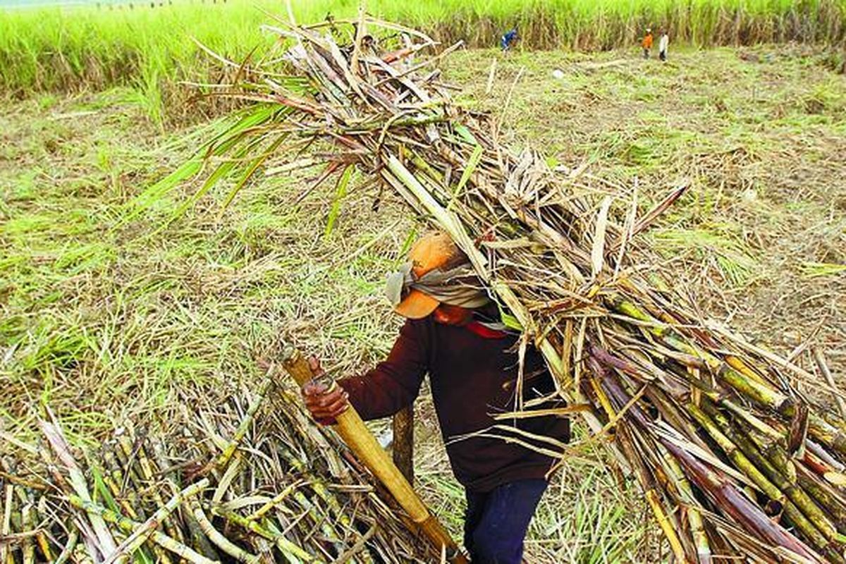 Buruh tebang tebu mengangkut tebu hasil panen ke atas truk di Desa Purworejo, Kecamatan Sragi, Pekalongan, Jawa Tengah, untuk dikirim ke Pabrik Gula Sragi, Pekalongan. 