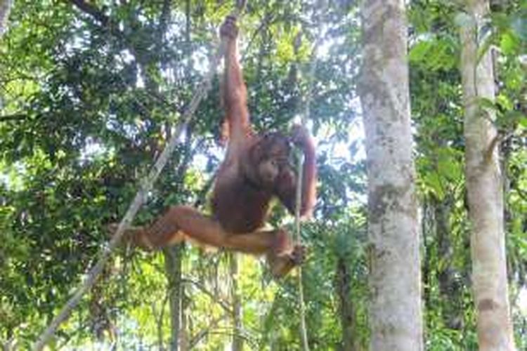 Salah satu Orangutan bernama Elder yang ada di hutan konservasi Samboja Lestari, yang dikelola Yayasan Borneo Orangutan Survival (BOS).