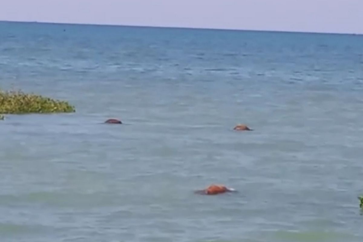 Ditemukan bangkai sapi sebanyak 20 ekor di perairan Desa Darma, Kecamatan Camplong, Kabupaten Sampang Kamis (14/4/2022). Belum diketahui pasti dari mana asal sapi tersebut