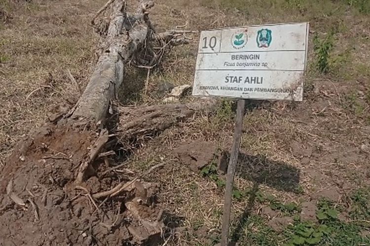 Puluhan pohon beringin berusi 13 tahun yang ditanam di kawasan lahan aset pemerintah daerah di Jl Sudibyo kabupatenMagetan,Jawa Timur mengering dan mati. Musim kemarau dituding sebagai penyebab matinya puluhan pohon beringin berusia 13 tahun bantuan dari diaspora Magetan.
