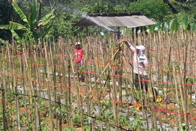 Para Petani di Kecamatan Purbaratu Kota Tasikmalaya, Jawa Barat, melakukan inovasi mencegah kekeringan tanaman saat musim kemarau lewat pipanisasi saluran air hukum gravitasi, Rabu (9/8/2023).