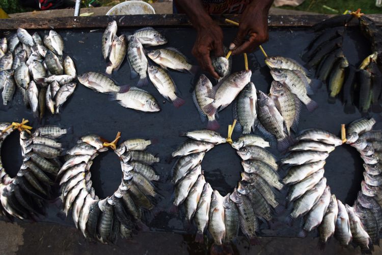 Nelayan mengikat ikan air tawar hasil tangkapanya yang akan dijual di Danau Borong Makassar, Sulawesi Selatan, Selasa (24/7). Nelayan kesulitan menangkap ikan air tawar karena habitatnya mulai berkurang di Makassar akibat penyempitan sawah dan banyaknya rawa yang dijadikan perumahan. ANTARA FOTO/Yusran Uccang/foc/18.
