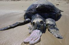 World's Turtle Day: Kisah Pilu Penderitaan Penyu Akibat Ulah Manusia