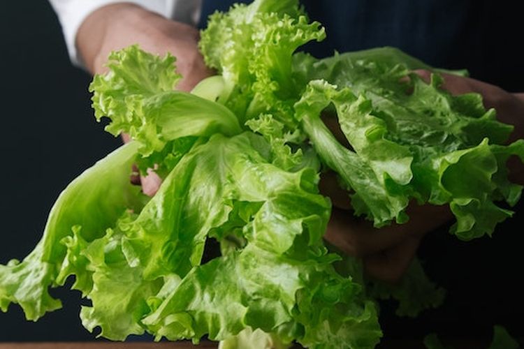 Selada yang sudah dipanen