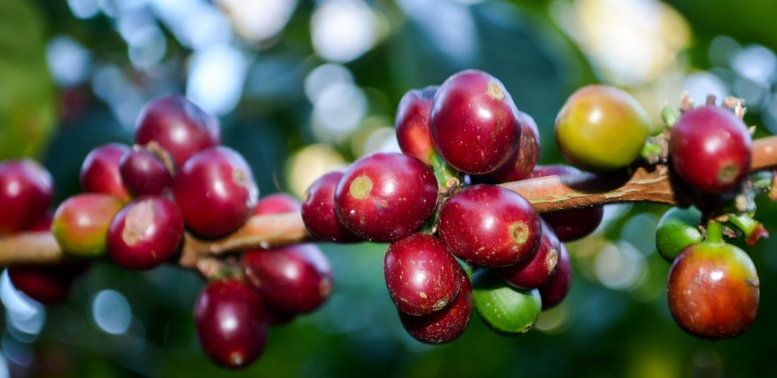 ceri kopi geisha asal panama