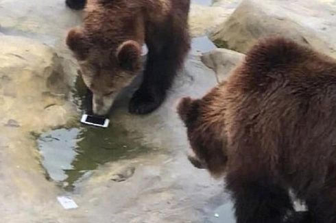 Turis Tak Sengaja Lempar iPhone ke Kandang Beruang, Begini Akhirnya...