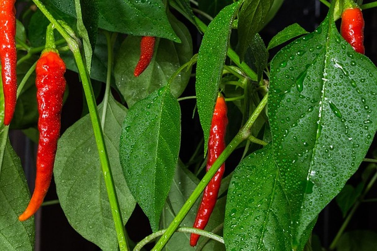 Ilustrasi tanaman cabai di musim hujan