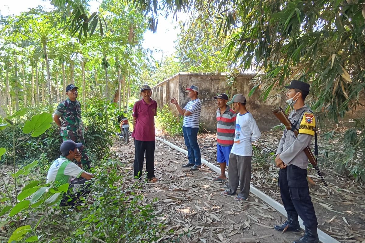 Pihak Muspika Jenggawah memburu monyet liar yang menyerang warga pada Sabtu (18/11/2023) 
