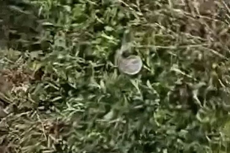 Lapangan Bhuana Patra Buleleng Diduga Jadi Tempat Mesum, Sampah Alat Kontrasepsi Berserakan