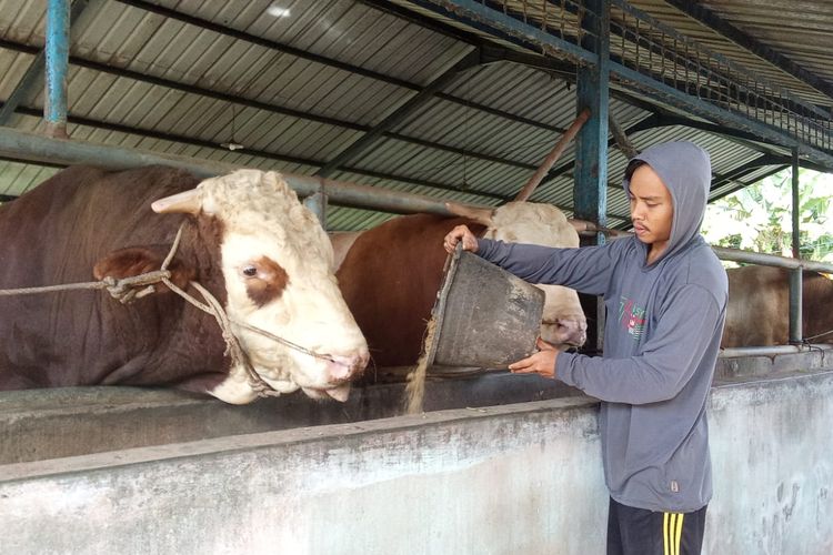 Sapi Kurban Prabowo di Babel: Dijaga Nonstop, Diberi Singkong dan Sagu