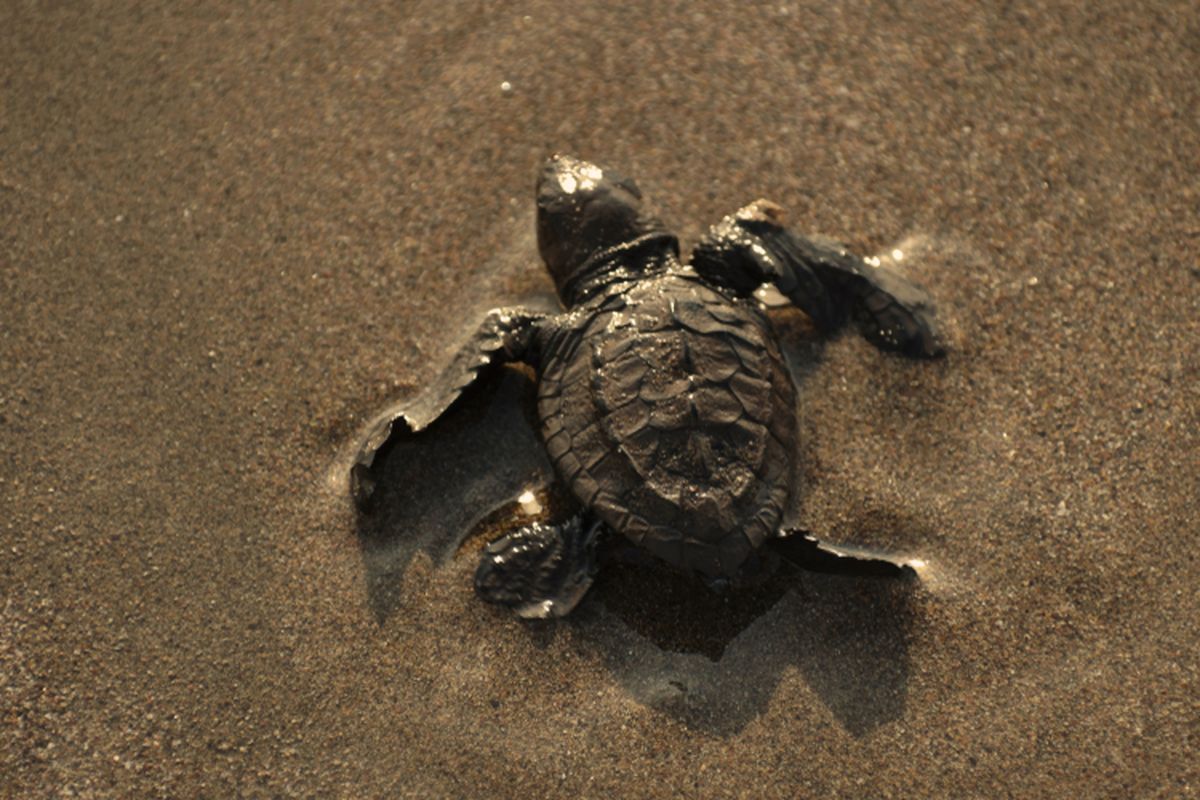 Penyu lekang (Lepidochelys olivacea) muda kerap dikira sebagai penyu hijau karena memiliki ciri tubuh yang mirip.