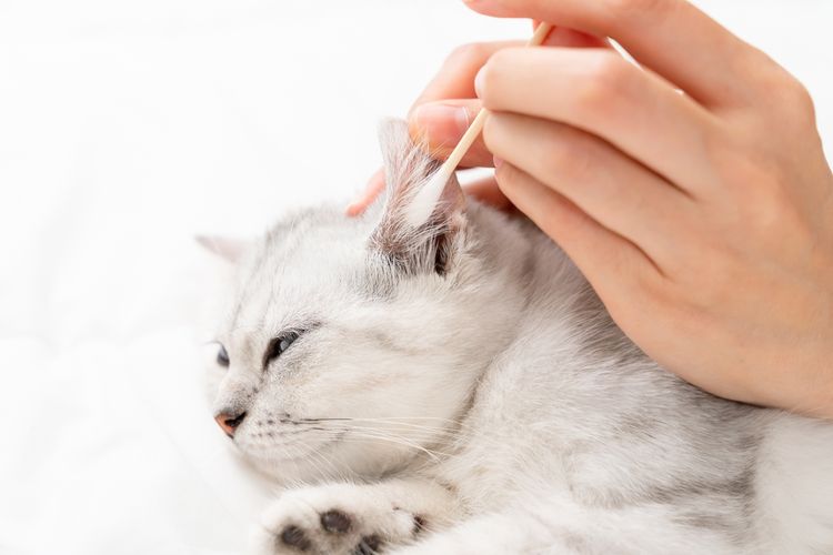 Ilustrasi membersihkan telinga kucing