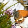 Kamasutra Satwa: Kupu-kupu Jantan Sering Ditolak Sebelum Kawin