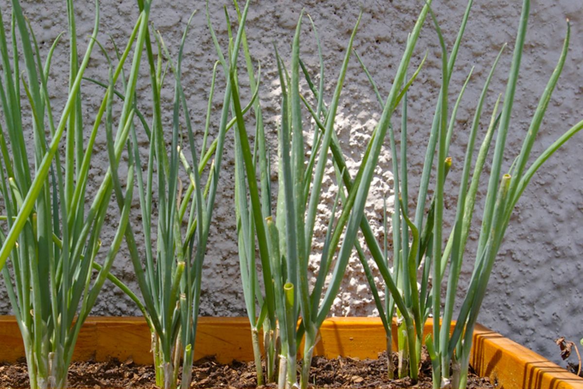 Ilustrasi menanam daun bawang di pot.