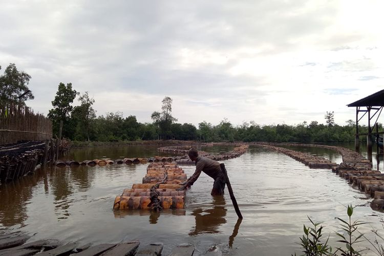 Petani tanaman Sagu di Kabupaten Kepulauan Meranti menerima 12.000 benih sagu dari Ditjen Perkebunan. 