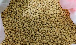 Kementan Petakan Strategi Penanaman Kedelai