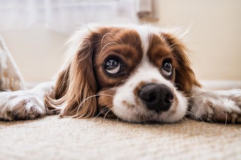 6 Ras Anjing yang Malas Mengonggong, Cocok Jadi Sahabat Anak