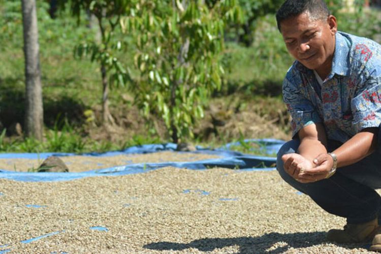 Seorang pengusaha kopi Lembu Nai sedang jemur kopi di Kampung Pelus, Kecamatan Pocoranaka, Kabupaten Manggarai Timur, Flores, Nusa Tenggara Timur pertengahan April 2018.