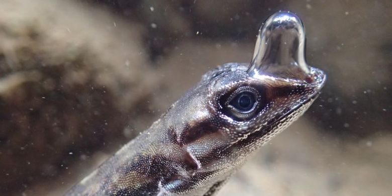 Gelembung udara di atas kepala kadal anole yang berfungsi sebagai scuba.