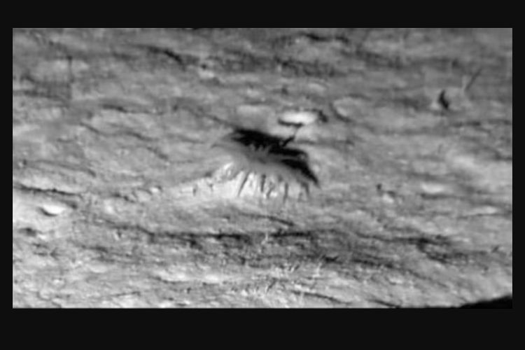 Kamera Bawah Air Tangkap Gambar Langka Anemon Laut di Kedalaman 5 Km