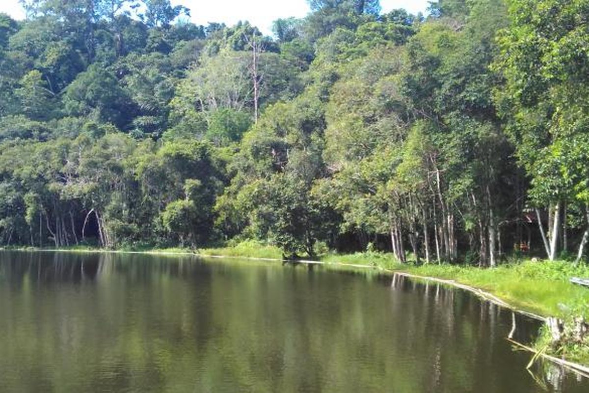 Danau Aco di puncak Kampung Linggang Melapeh, Kutai Barat, Kalimantan Timur dikelilingi hutan dengan pepohonan rimbun.