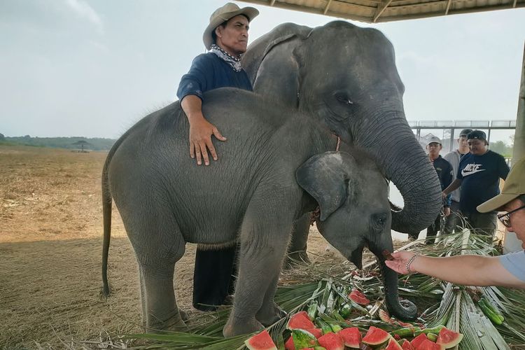 Ahli dari Thailand Nilai Anak Gajah di Way Kambas Kurus, Butuh Banyak Nutrisi dan Makanan