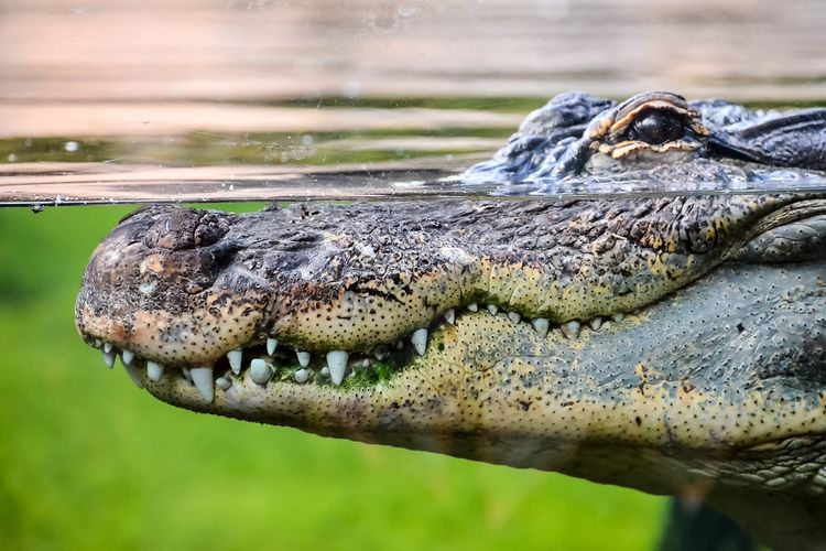 Crocodile Illustration.