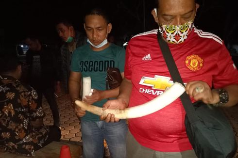 Polisi Ungkap Penjualan Gading Gajah di Lampung