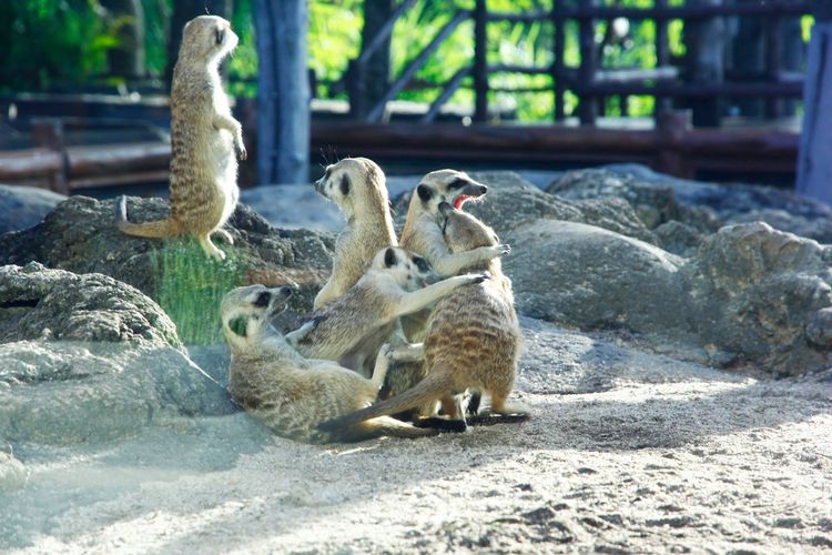 Tempat wisata Bali Safari Marine Park di Bali.